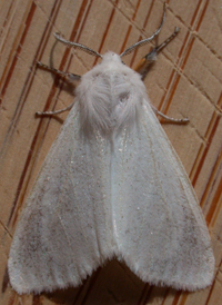 Fall Webworm